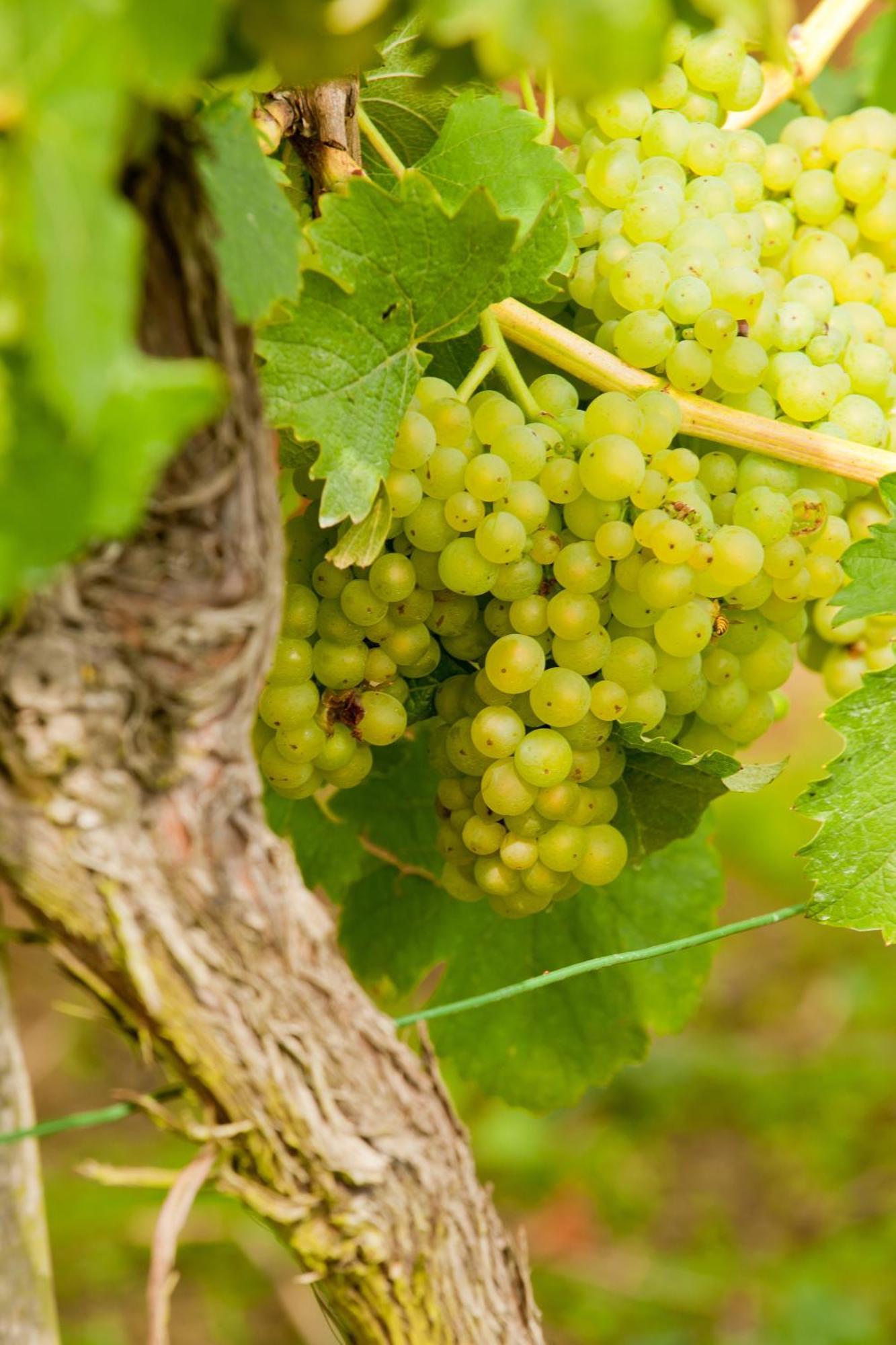 Wein- Und Sektgut Markus Hensler Briedel Exterior foto